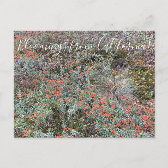 Cartão Postal Flores de California: Cores Primárias (Frente)