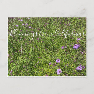 Cartão Postal Flores de Califórnia: De La Mina Verbena