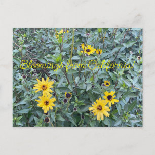 Cartão Postal Flores de Califórnia: Encelia californica