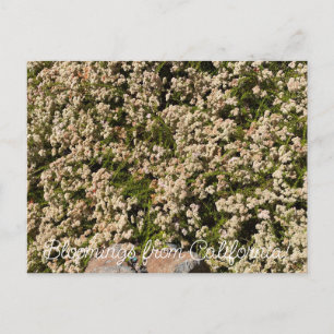 Cartão Postal Flores de Califórnia: Eriogonum fasciculatum