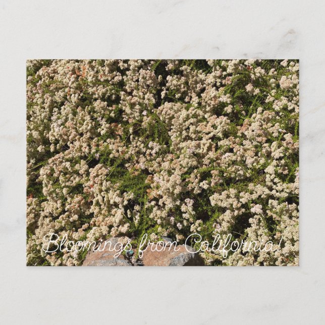 Cartão Postal Flores de Califórnia: Eriogonum fasciculatum (Frente)