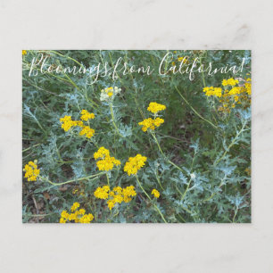 Cartão Postal Flores de California: Girassol à Beira-Mar
