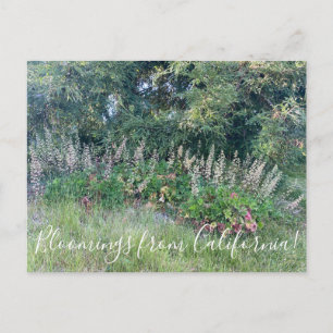 Cartão Postal Flores de Califórnia: Island Alum Root
