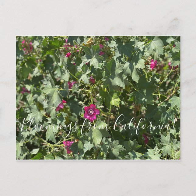 Cartão Postal Flores de Califórnia: Malva Rosa (Frente)