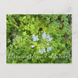 Cartão Postal Flores de California: Milk Maids