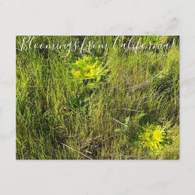 Cartão Postal Flores de Califórnia: Pegadas da Primavera (Frente)