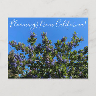 Cartão Postal Flores de Califórnia: Ray Hartman Ceanothus P
