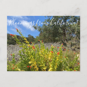 Cartão Postal Flores de Califórnia: Scarlet Monkeyflower  P
