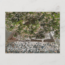 Cartão Postal Flores de Califórnia: Sentinel Manzanita