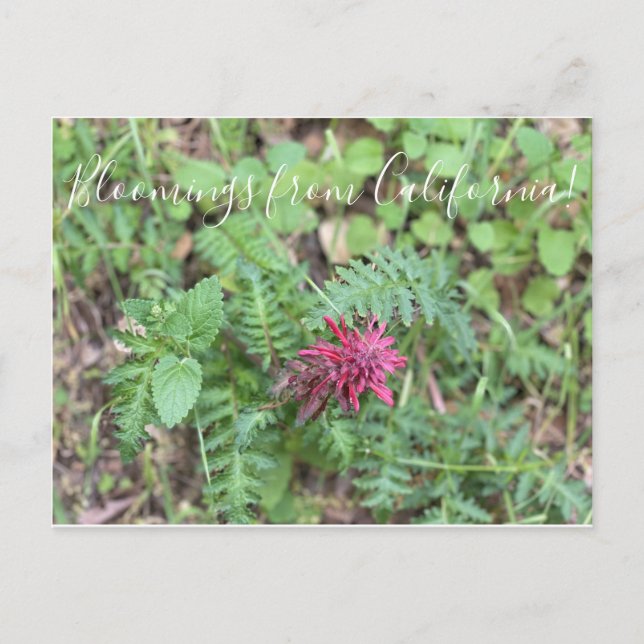 Cartão Postal Flores de California: Warrior's Plume (Frente)