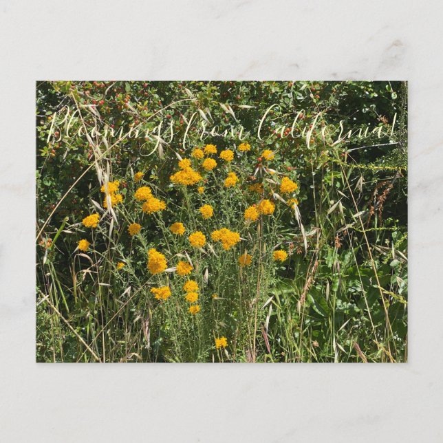 Cartão Postal Flores de Califórnia: Yarrow Dourado (Frente)