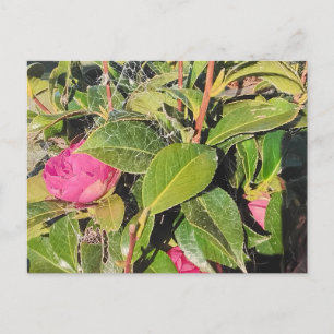 Cartão Postal Flores de Camélia Rosa Florescendo Entre Folhas Ve