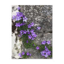 Flores de Campanula Crescendo em uma Parede