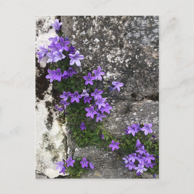 Cartão Postal Flores de Campanula Crescendo em uma Parede (Frente)
