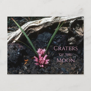Cartão Postal Flores De Cebola Selvagens Que Crescem Entre As Ro