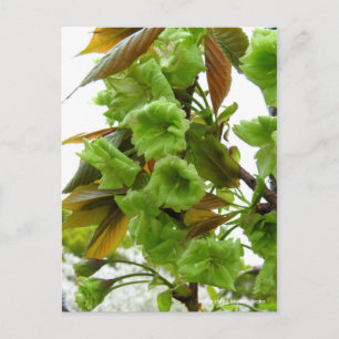 Cartão Postal Flores de cereja dupla: Gioiko [Cartão postal]