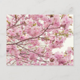 Cartão Postal Flores de cereja dupla no Japão