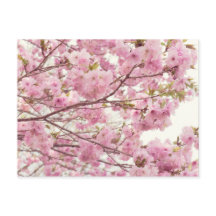 Flores de cereja dupla no Japão