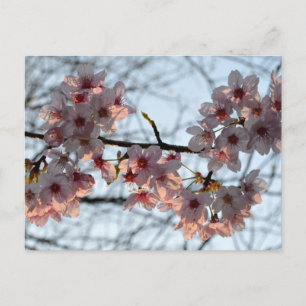 Cartão Postal Flores de Cerejeira: Japão