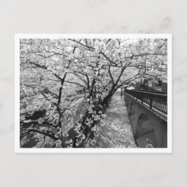 Cartão Postal Flores de Cerejeira: Rio Meguro, Tóquio (preto e b