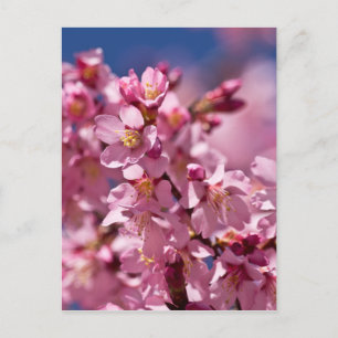 Cartão Postal Flores de Cerejeira Sakura Beijadas pela Luz do So