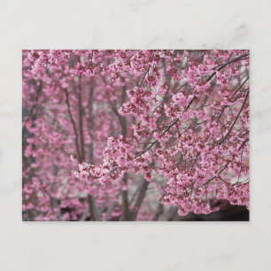 Cartão Postal Flores de Cerejeira Sakura Cor-de-Rosa Fluindo