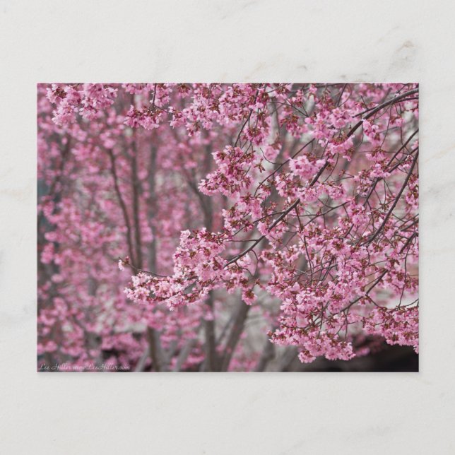 Cartão Postal Flores de Cerejeira Sakura Cor-de-Rosa Fluindo (Frente)