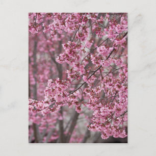 Cartão Postal Flores de Cerejeira Sakura Cor-de-Rosa Fluindo