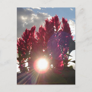 Cartão Postal Flores de Chama Sunset