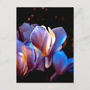 Cartão Postal Flores de ciclame brilhantes, foto de Charleston S