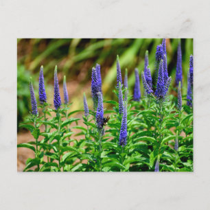 Cartão Postal Flores de cor violeta