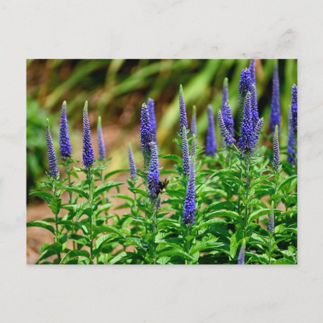 Cartão Postal Flores de cor violeta (Frente)