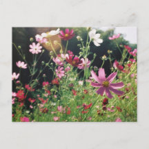 Flores de Cosmos: Japão