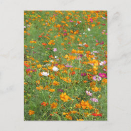Cartão Postal Flores de Cosmos: Japão