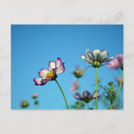 Cartão Postal Flores de Cosmos: Japão