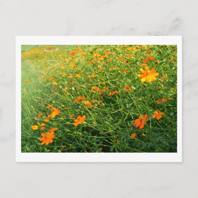 Cartão Postal Flores de Cosmos Laranja: Japão (Frente)