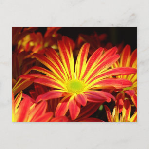 Cartão Postal Flores de crisântemo vermelho e amarelo personali