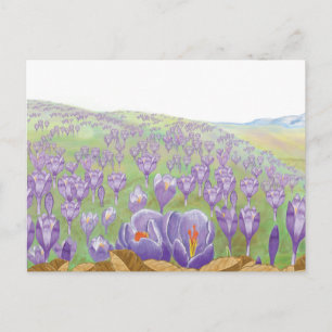 Cartão Postal Flores de Croco Roxo na Ilustração de Primavera Hi