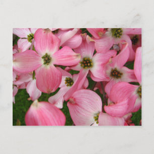 Cartão Postal Flores de Dogwood