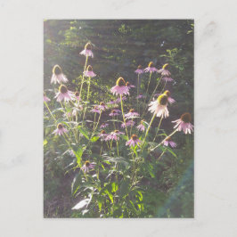 Cartão Postal Flores de Echinacea ao Sol