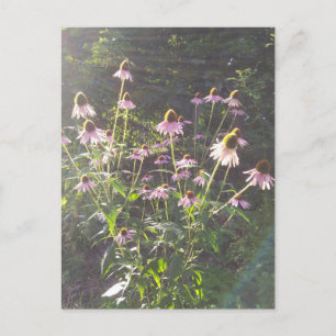 Cartão Postal Flores de Echinacea no Sol