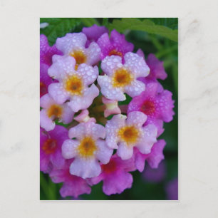 Cartão Postal Flores De Farinhas De Borboleta Rosa