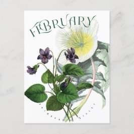 Cartão Postal Flores de fevereiro Primrose e Rico Violet
