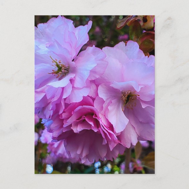 Cartão Postal Flores De Flor De Cereja Rosa (Frente)