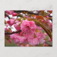 Flores de Flor de Cereja Rosa Quente