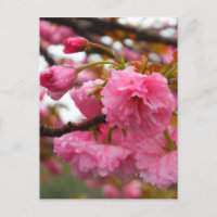 Flores de Flor de Cereja Rosa Quente