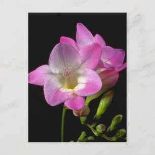 Cartão Postal Flores de freesia da primavera