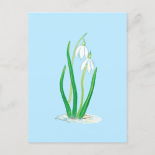 Cartão Postal Flores de Galanthus nivalis no início da primavera