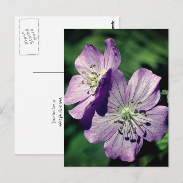 Cartão Postal Flores de Gerânio Lavanda Personalizadas (Frente/Verso)