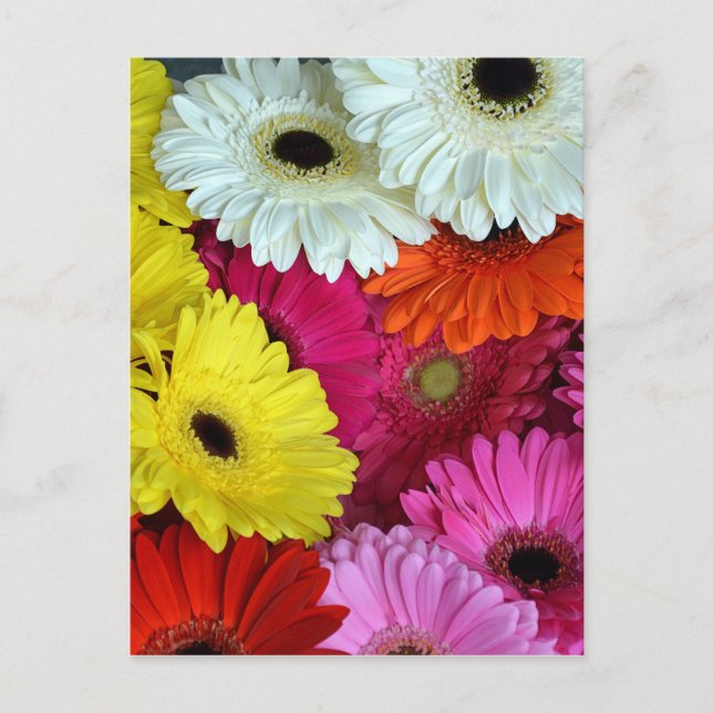 Cartão Postal Flores de gerber coloridas (Frente)